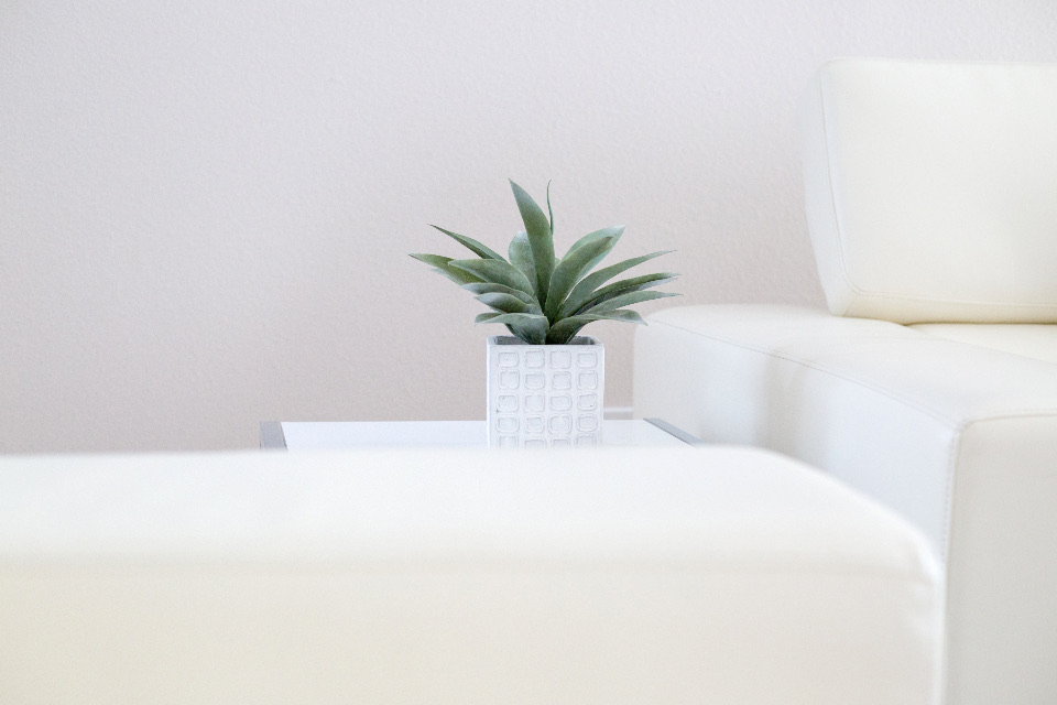 A potted plant on a white sofa