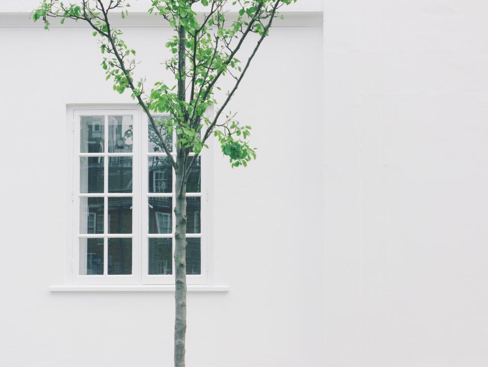 A young tree against a white wall and window